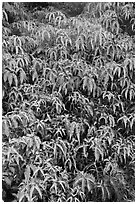 Slope covered with Uluhe ferns. Hawaii Volcanoes National Park ( black and white)