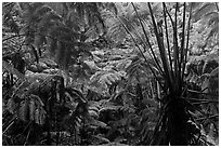 Rainforest with Hawaiian tree ferns. Hawaii Volcanoes National Park, Hawaii, USA. (black and white)