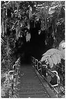 Boardwalk and entrance of Thurston lava tube. Hawaii Volcanoes National Park, Hawaii, USA. (black and white)