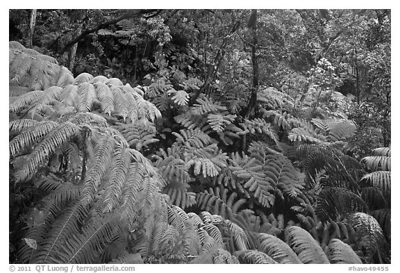 Rain forest with giant Hawaiian ferns. Hawaii Volcanoes National Park (black and white)
