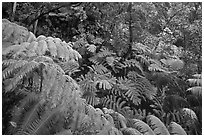 Rain forest with giant Hawaiian ferns. Hawaii Volcanoes National Park, Hawaii, USA. (black and white)