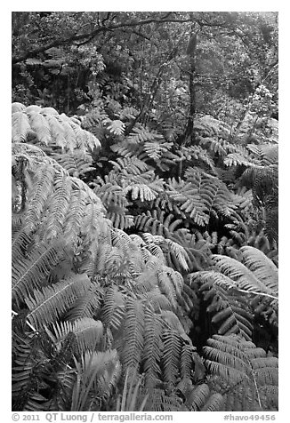 Tree fern canopy in rain forest. Hawaii Volcanoes National Park (black and white)