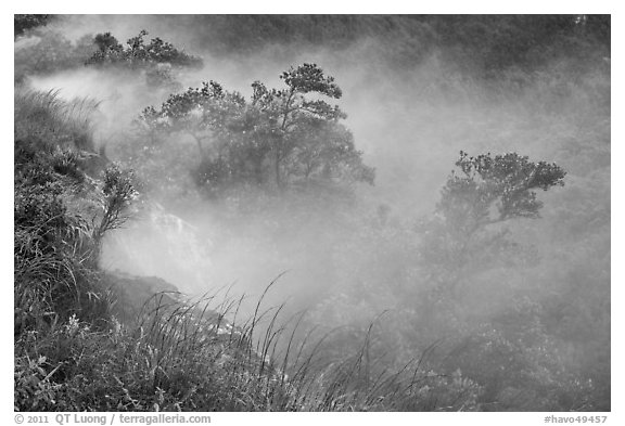 Steaming bluff and trees. Hawaii Volcanoes National Park, Hawaii, USA.