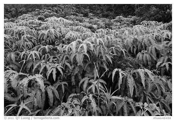 Carpet of false staghorn fern (Uluhe). Hawaii Volcanoes National Park, Hawaii, USA.