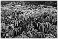 Carpet of false staghorn fern (Uluhe). Hawaii Volcanoes National Park, Hawaii, USA. (black and white)