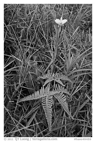 Fern and bamboo orchid (Arundina graminifolia). Hawaii Volcanoes National Park, Hawaii, USA.