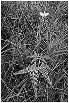 Fern and bamboo orchid (Arundina graminifolia). Hawaii Volcanoes National Park, Hawaii, USA. (black and white)