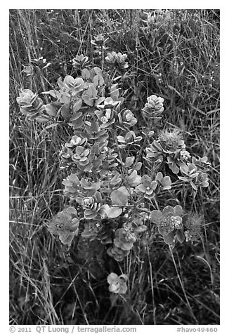 Ohia Lehua shrub and flowers. Hawaii Volcanoes National Park (black and white)