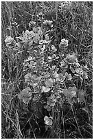 Ohia Lehua shrub and flowers. Hawaii Volcanoes National Park ( black and white)