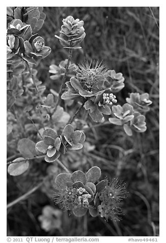 Ohia Lehua (Metrosideros polymorpha). Hawaii Volcanoes National Park, Hawaii, USA.