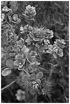 Ohia Lehua (Metrosideros polymorpha). Hawaii Volcanoes National Park, Hawaii, USA. (black and white)