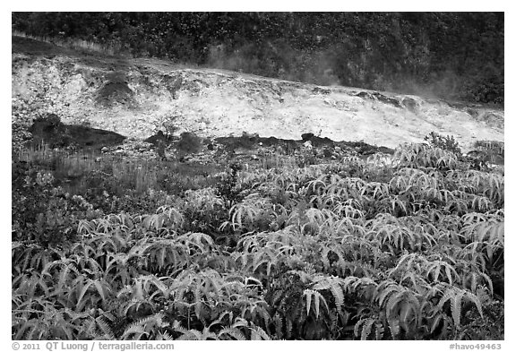 Uluhe ferns and sulphur bank. Hawaii Volcanoes National Park (black and white)