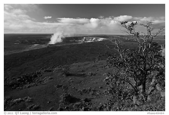 Ohia tree and Kilauea caldera. Hawaii Volcanoes National Park, Hawaii, USA.