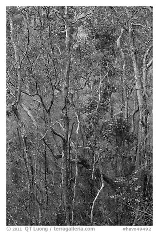 Dry forest in crater. Hawaii Volcanoes National Park (black and white)