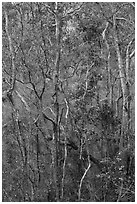 Dry forest in crater. Hawaii Volcanoes National Park ( black and white)