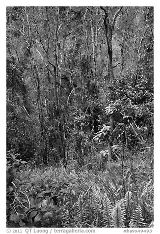 Fern and trees in Kookoolau crater. Hawaii Volcanoes National Park, Hawaii, USA.