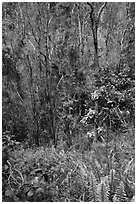 Fern and trees in Kookoolau crater. Hawaii Volcanoes National Park ( black and white)