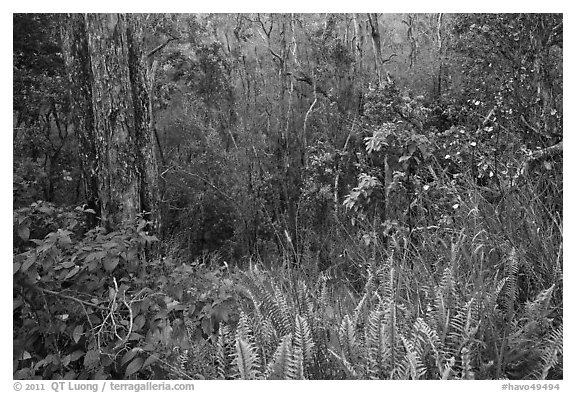 Kookoolau crater invaded by vegetation. Hawaii Volcanoes National Park, Hawaii, USA.