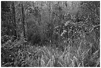 Kookoolau crater invaded by vegetation. Hawaii Volcanoes National Park, Hawaii, USA. (black and white)