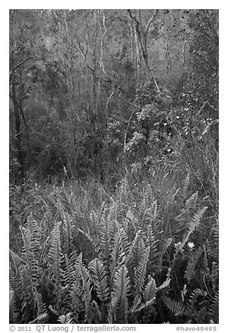 Ferns and forest Kookoolau crater. Hawaii Volcanoes National Park, Hawaii, USA.