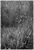 Ferns and forest Kookoolau crater. Hawaii Volcanoes National Park ( black and white)