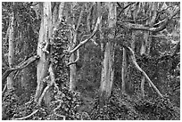Cool forest near Kipuka Puaulu. Hawaii Volcanoes National Park ( black and white)
