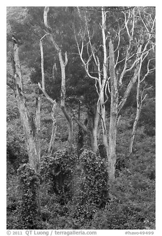 Tall native forest near Kipuka Ki. Hawaii Volcanoes National Park (black and white)