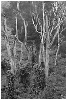 Tall native forest near Kipuka Ki. Hawaii Volcanoes National Park ( black and white)