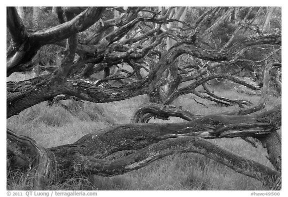 Forest of koa trees. Hawaii Volcanoes National Park (black and white)