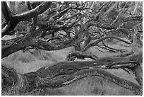 Forest of koa trees. Hawaii Volcanoes National Park, Hawaii, USA. (black and white)