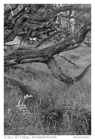 Koa trees. Hawaii Volcanoes National Park (black and white)