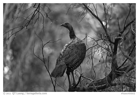 Big bird. Hawaii Volcanoes National Park, Hawaii, USA.