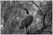 Big bird. Hawaii Volcanoes National Park, Hawaii, USA. (black and white)