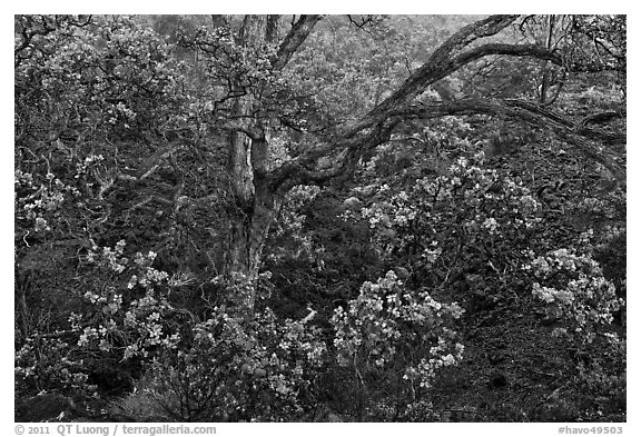 Ohia tree and lava flow. Hawaii Volcanoes National Park (black and white)