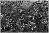 Ohia tree and lava flow. Hawaii Volcanoes National Park, Hawaii, USA. (black and white)