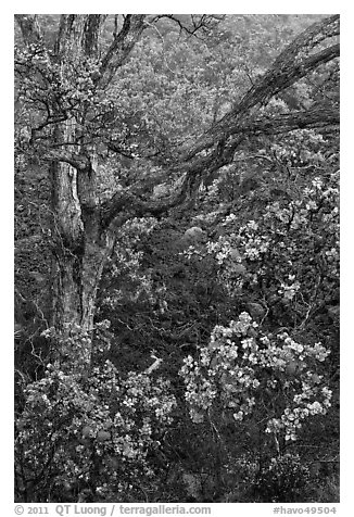 Ohia flowers and tree. Hawaii Volcanoes National Park, Hawaii, USA.