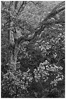 Ohia flowers and tree. Hawaii Volcanoes National Park, Hawaii, USA. (black and white)