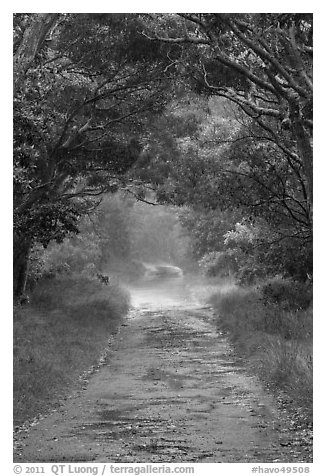 One-lane section of Mauna Loa Road. Hawaii Volcanoes National Park (black and white)