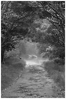 One-lane section of Mauna Loa Road. Hawaii Volcanoes National Park, Hawaii, USA. (black and white)