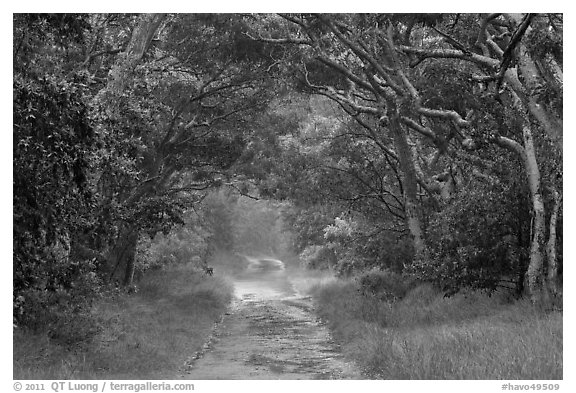 Mauna Load Road. Hawaii Volcanoes National Park, Hawaii, USA.