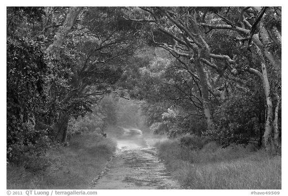 Mauna Load Road. Hawaii Volcanoes National Park, Hawaii, USA.