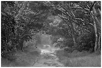 Mauna Load Road. Hawaii Volcanoes National Park, Hawaii, USA. (black and white)