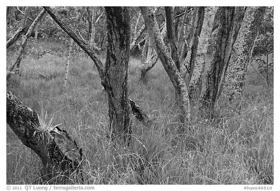 Dryland forest and grasses. Hawaii Volcanoes National Park, Hawaii, USA.