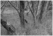 Dryland forest and grasses. Hawaii Volcanoes National Park ( black and white)