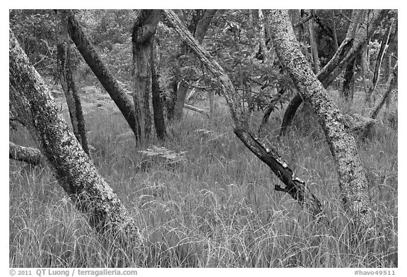 Dryland forest along Mauna Load Road. Hawaii Volcanoes National Park (black and white)