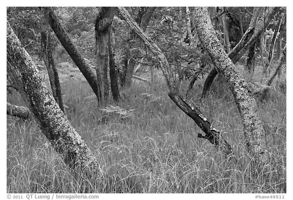 Dryland forest along Mauna Load Road. Hawaii Volcanoes National Park, Hawaii, USA.