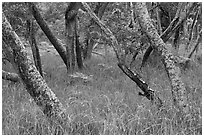 Dryland forest along Mauna Load Road. Hawaii Volcanoes National Park ( black and white)