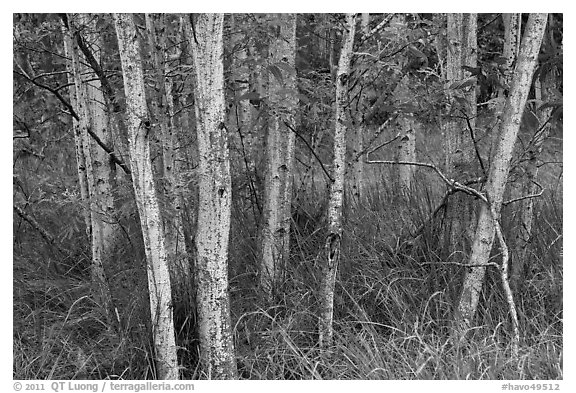 Mauna Loa dryland forest. Hawaii Volcanoes National Park (black and white)