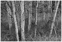 Mauna Loa dryland forest. Hawaii Volcanoes National Park ( black and white)