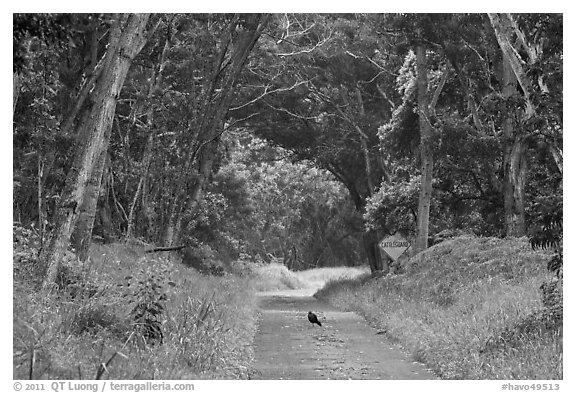 Bird on Mauna Load Road. Hawaii Volcanoes National Park, Hawaii, USA.